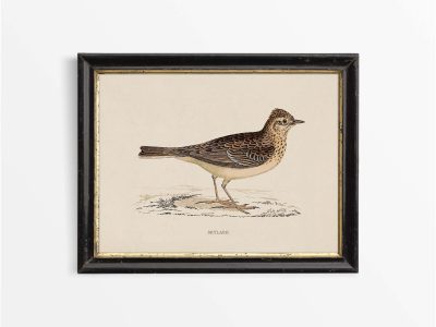 Skylark Vintage Art Print
