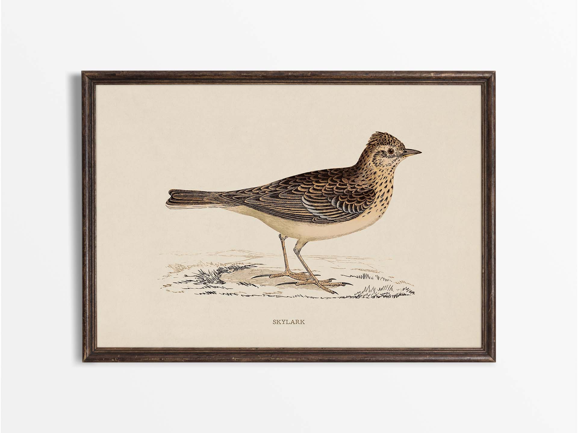 Skylark Vintage Art Print