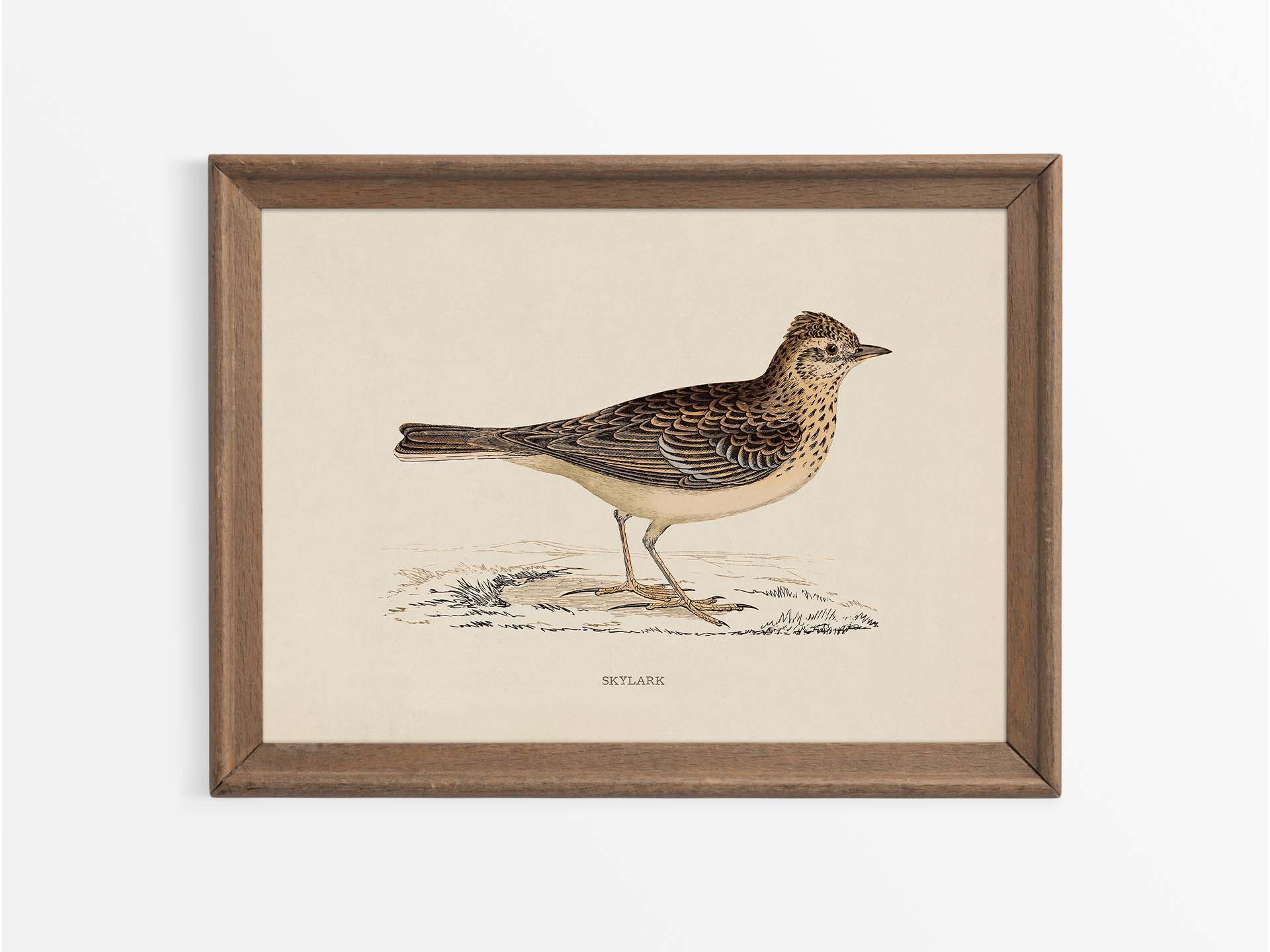 Skylark Vintage Art Print