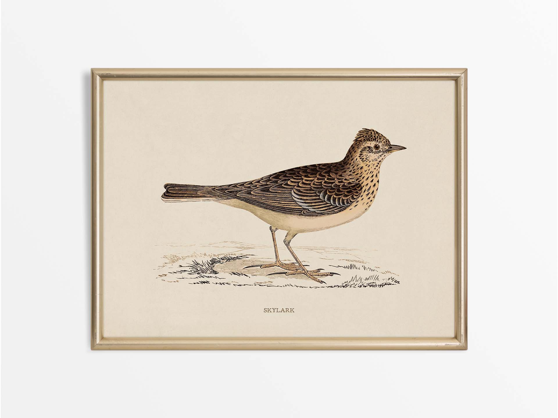 Skylark Vintage Art Print