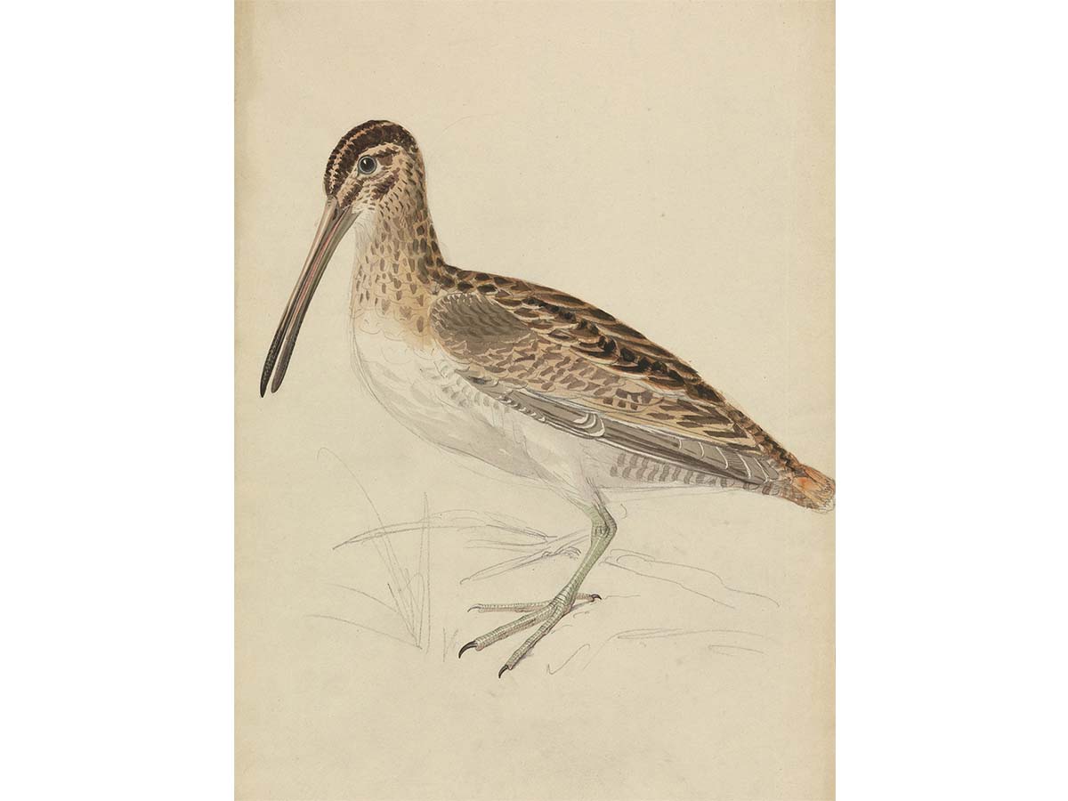Snipe Vintage Art Print