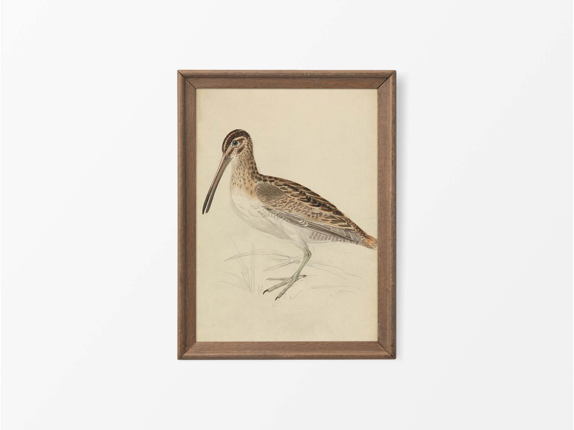 Snipe Vintage Art Print