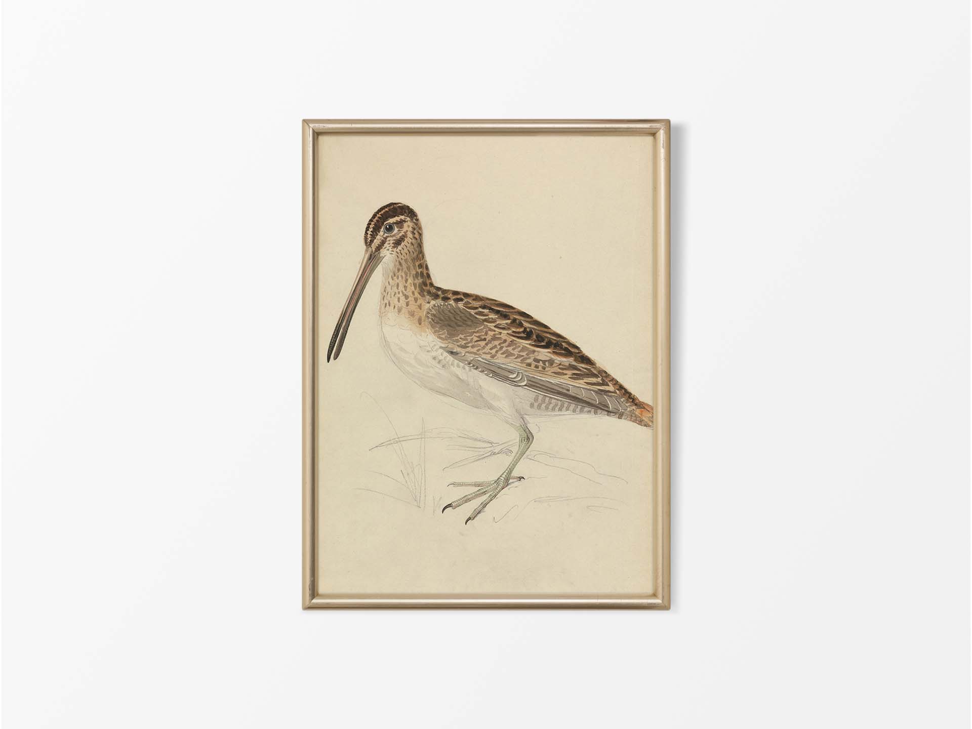 Snipe Vintage Art Print