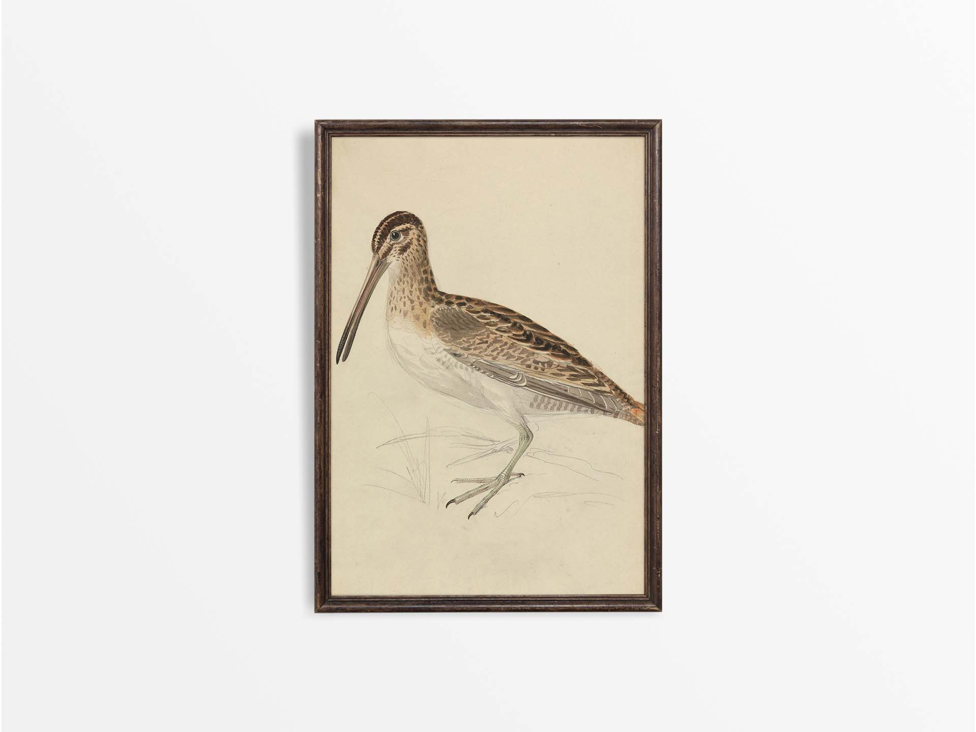 Snipe Vintage Art Print