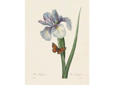 Spanish Iris Vintage Art Print