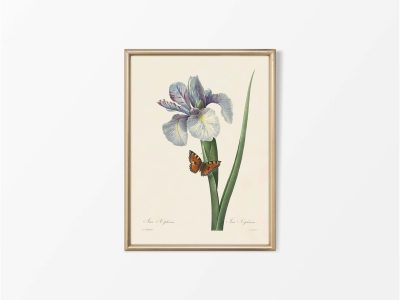 Spanish Iris Vintage Art Print
