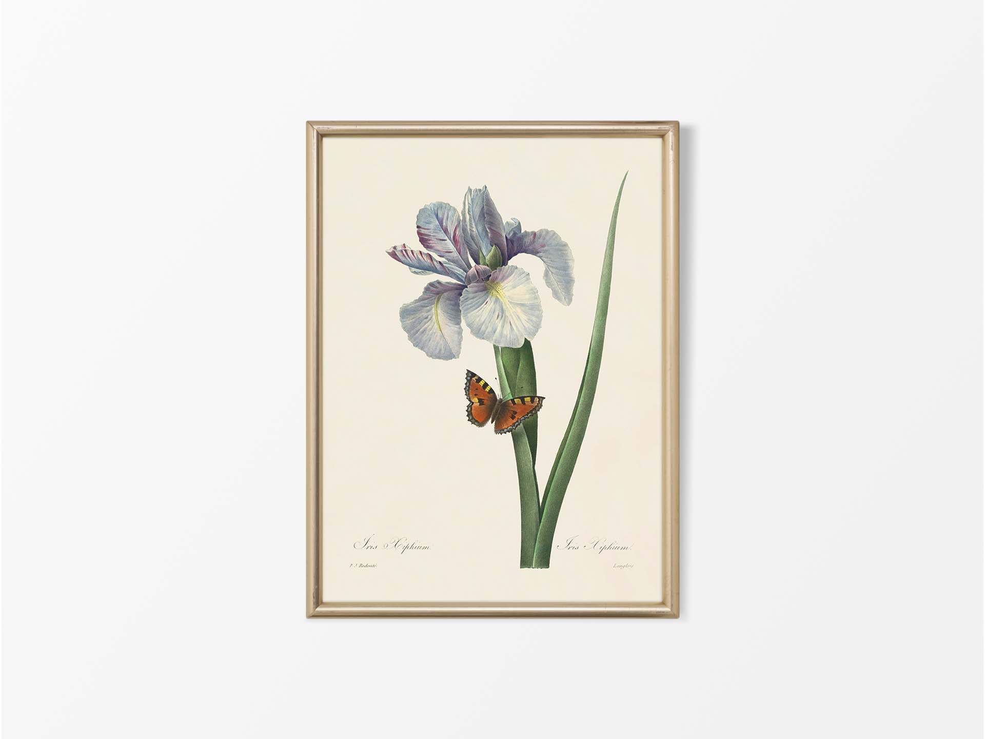 Spanish Iris Vintage Art Print