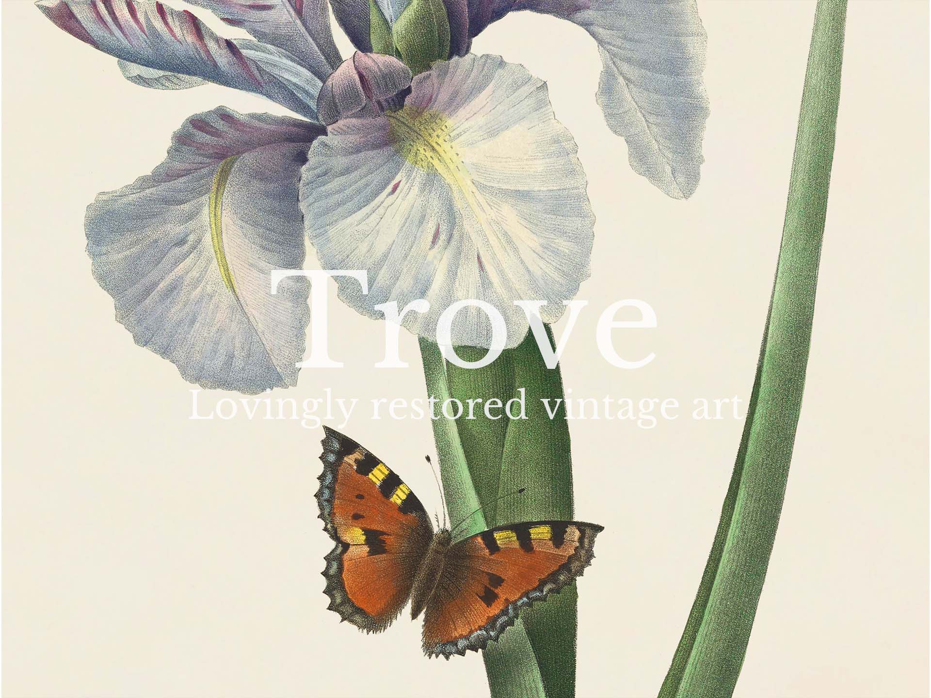 Spanish Iris Vintage Art Print