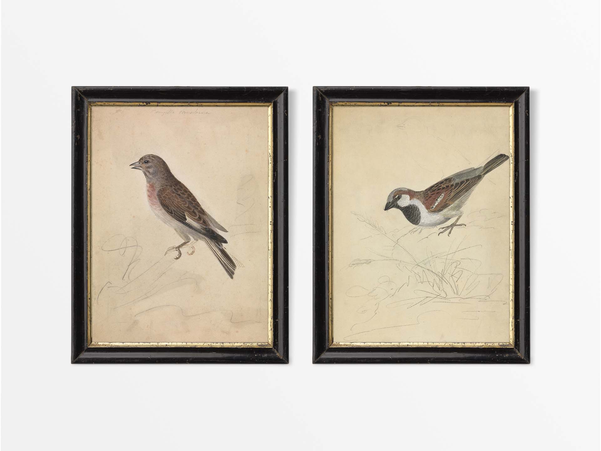 Sparrow & Linnet (Set of Two) Vintage Art Prints