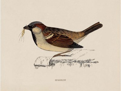 Sparrow Vintage Art Print