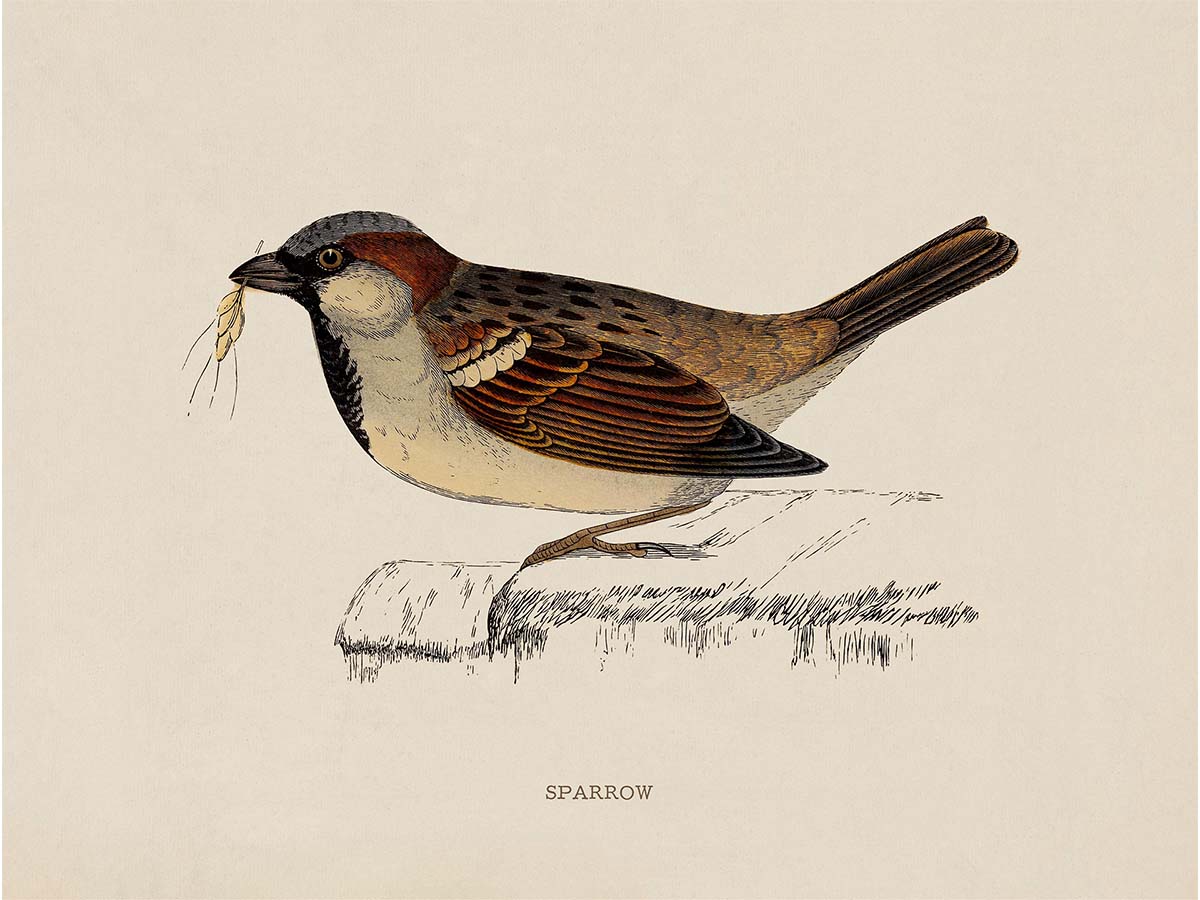 Sparrow Vintage Art Print