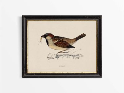Sparrow Vintage Art Print