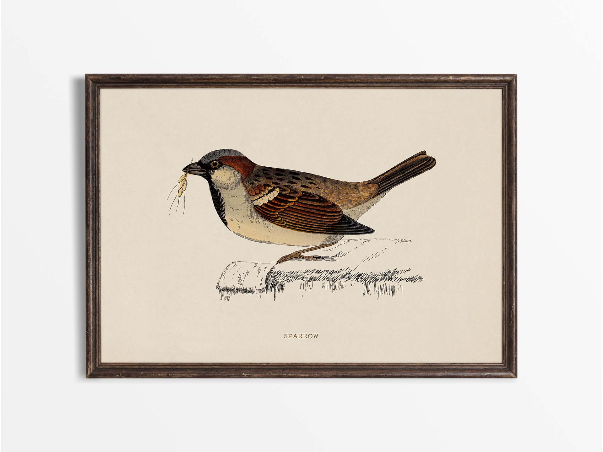 Sparrow Vintage Art Print