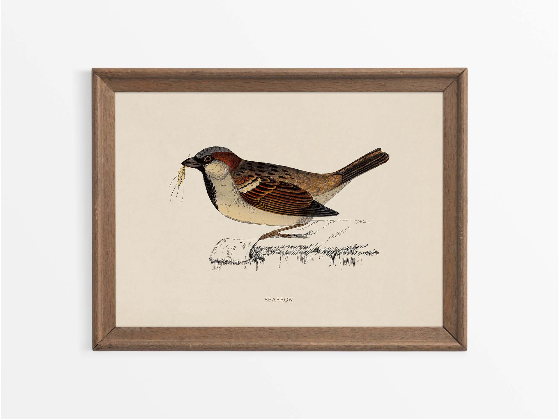 Sparrow Vintage Art Print