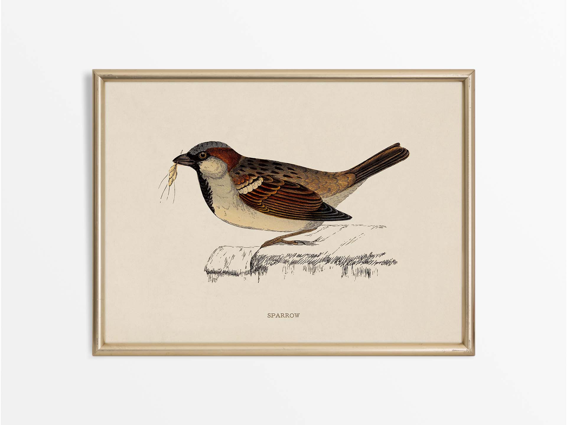 Sparrow Vintage Art Print