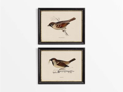 Sparrows (Set of Two) Vintage Art Prints