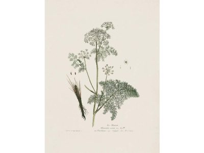 Spignel Vintage Art Print