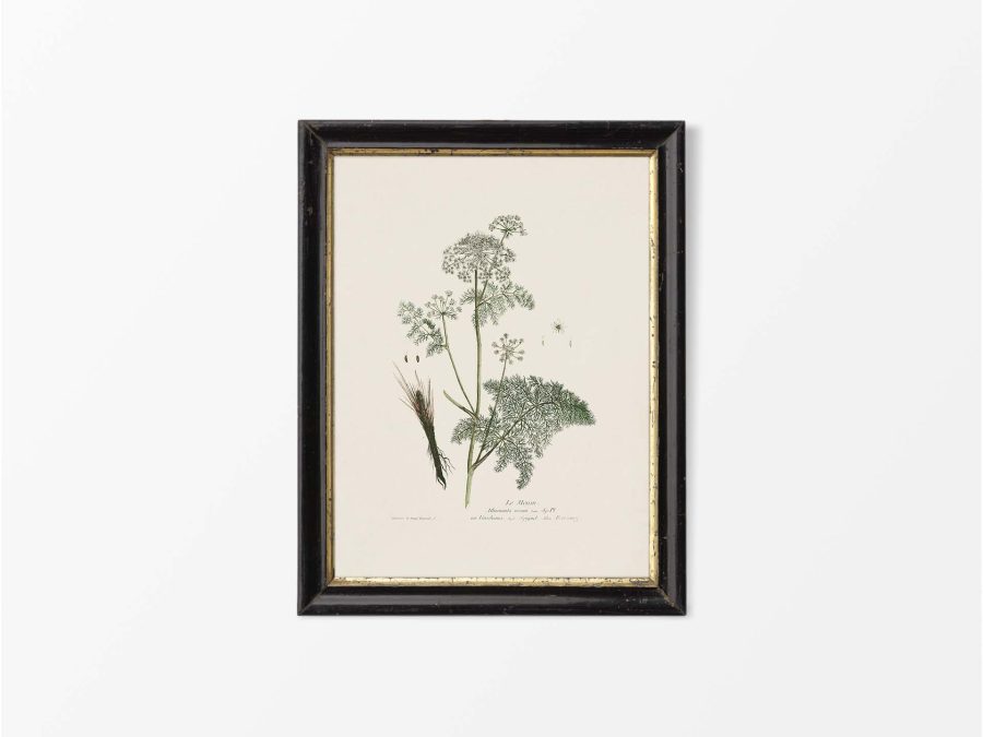 Spignel Vintage Art Print
