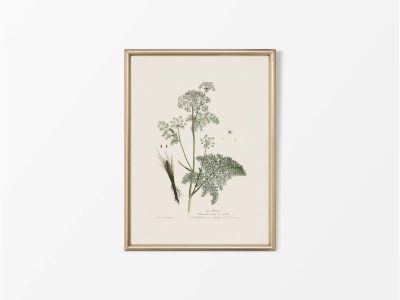 Spignel Vintage Art Print