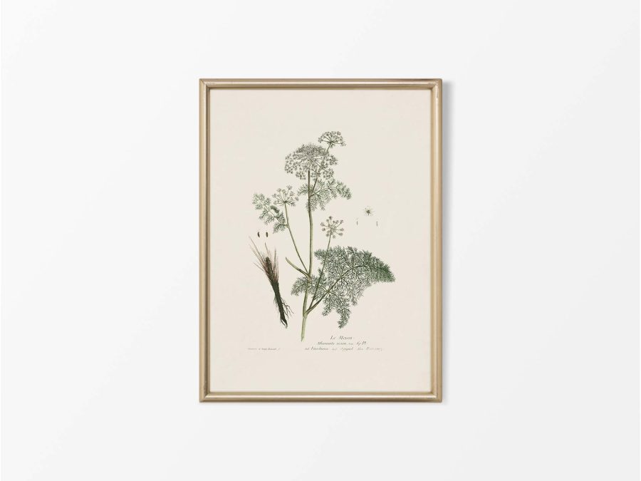 Spignel Vintage Art Print