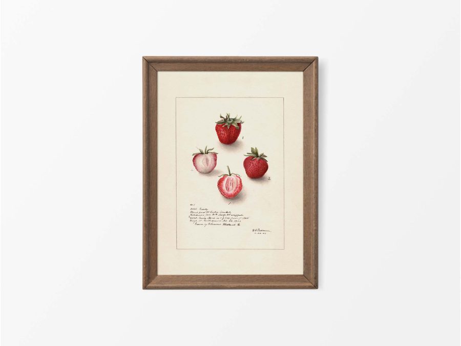 Strawberries Vintage Art Print