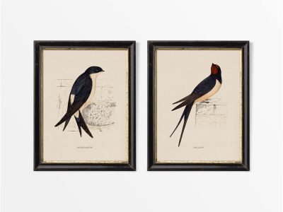 Swallow & Martin (Set of Two) Vintage Art Prints