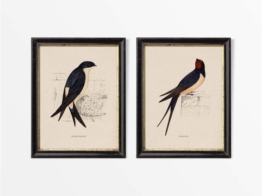 Swallow & Martin (Set of Two) Vintage Art Prints