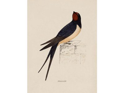 Swallow Vintage Art Print