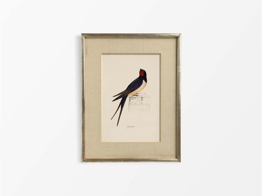 Swallow Vintage Art Print