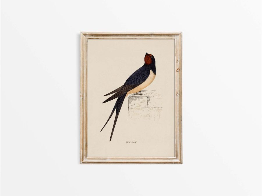 Swallow Vintage Art Print