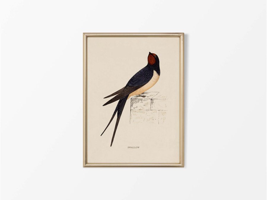 Swallow Vintage Art Print