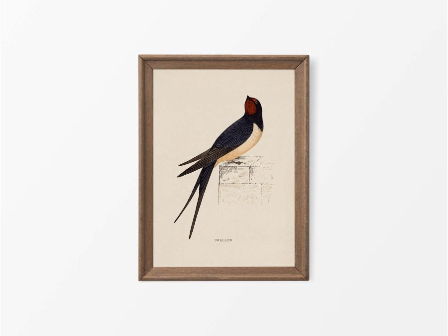 Swallow Vintage Art Print