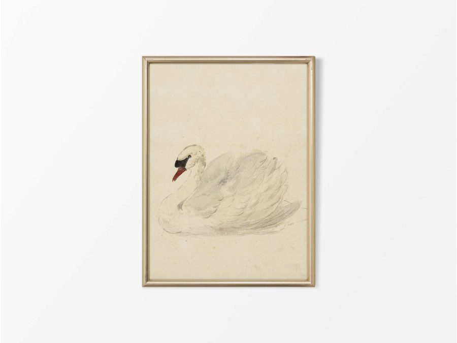 Swan II Vintage Art Print