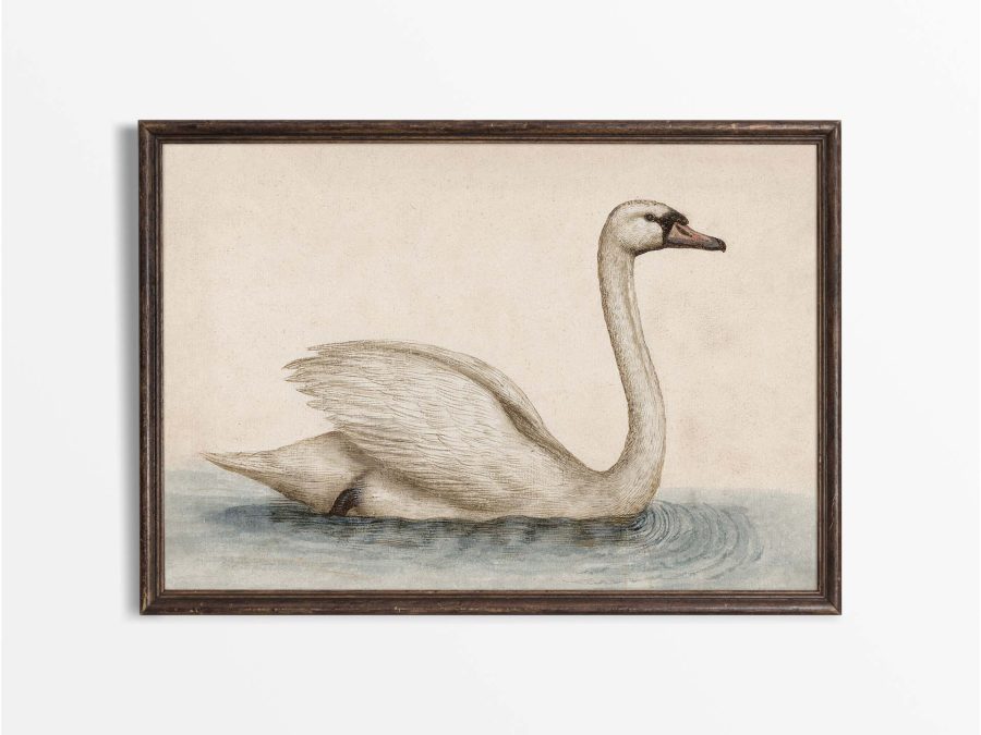 Swan Vintage Art Print