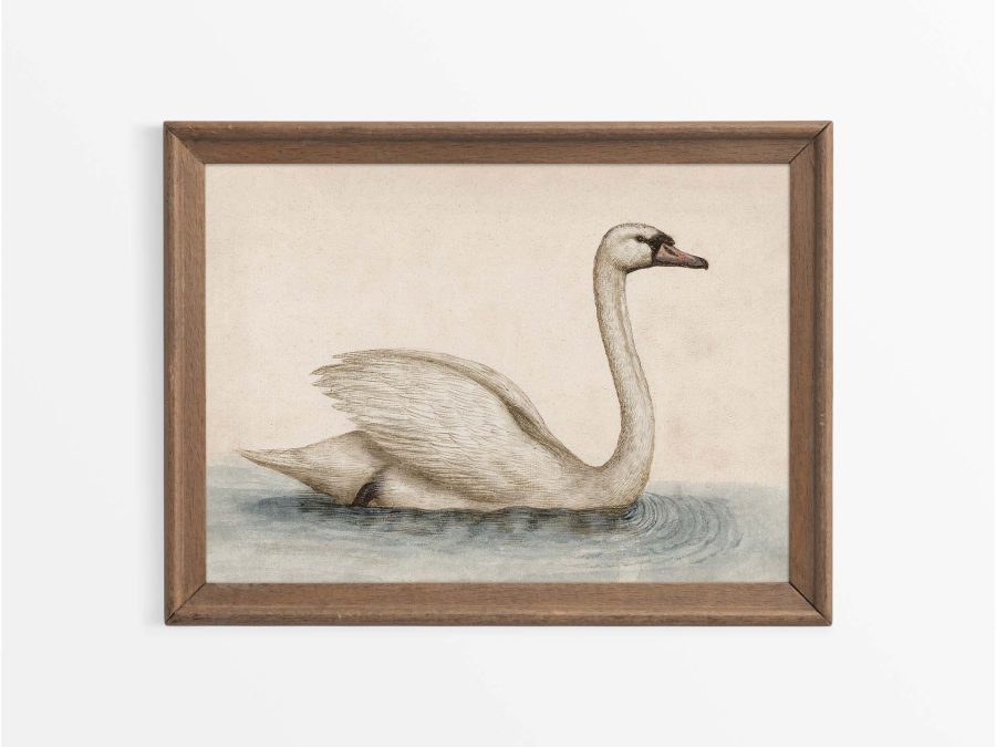 Swan Vintage Art Print