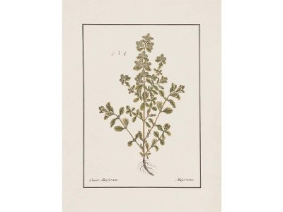 Sweet Marjoram Vintage Art Print