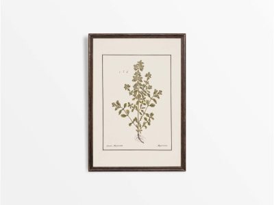 Sweet Marjoram Vintage Art Print