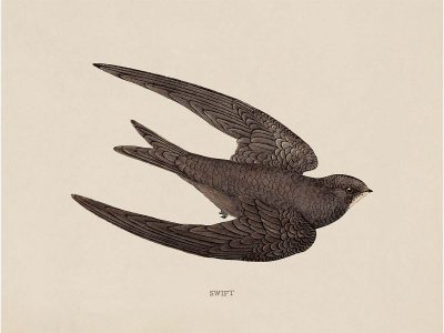 Swift Vintage Art Print