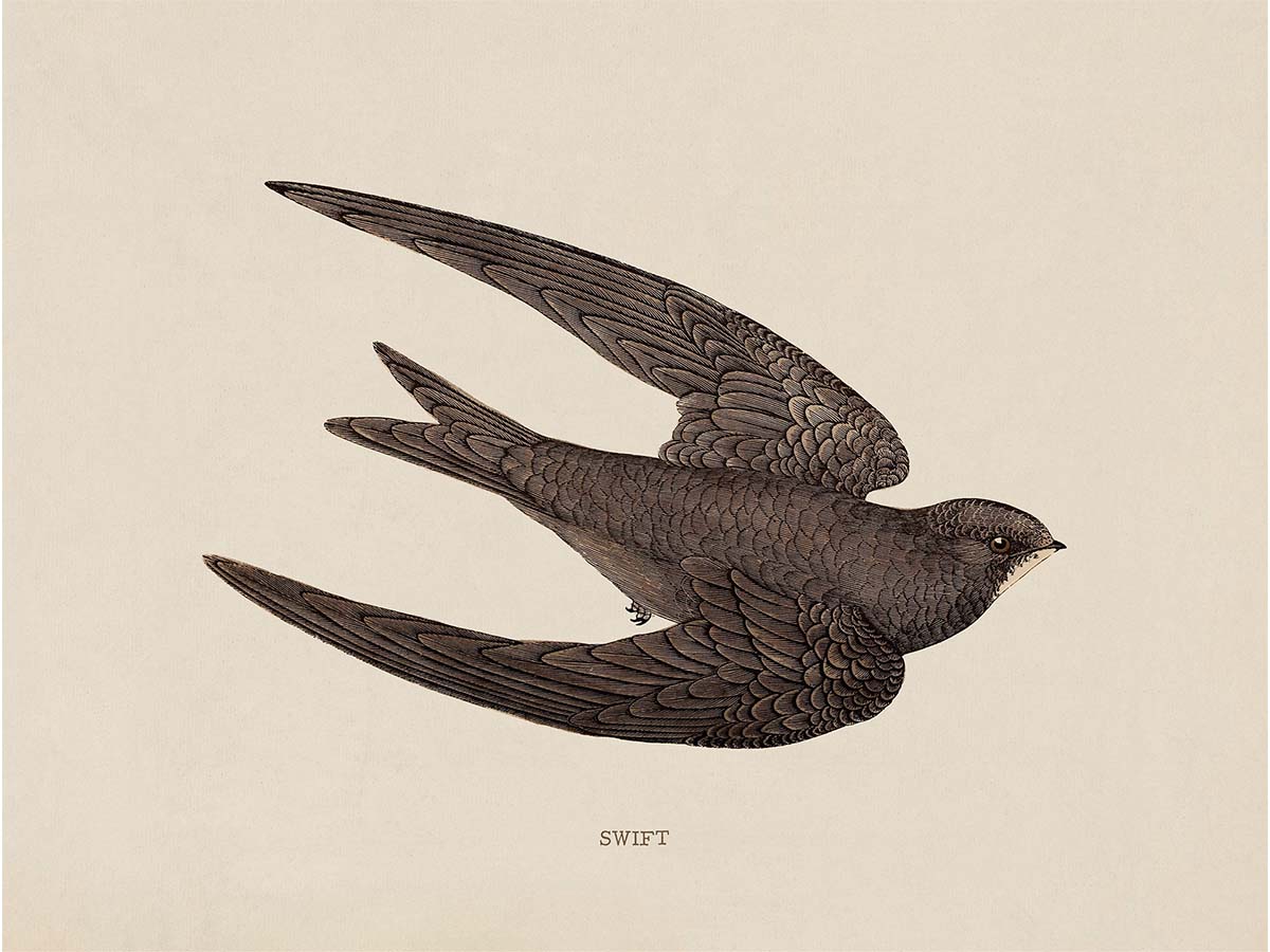 Swift Vintage Art Print