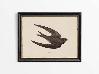 Swift Vintage Art Print