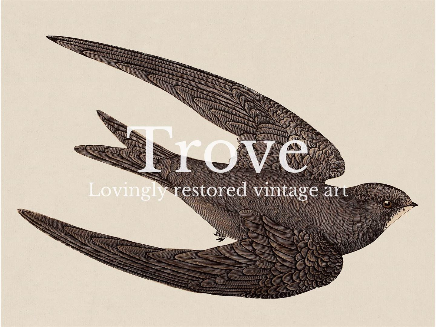 Swift Vintage Art Print