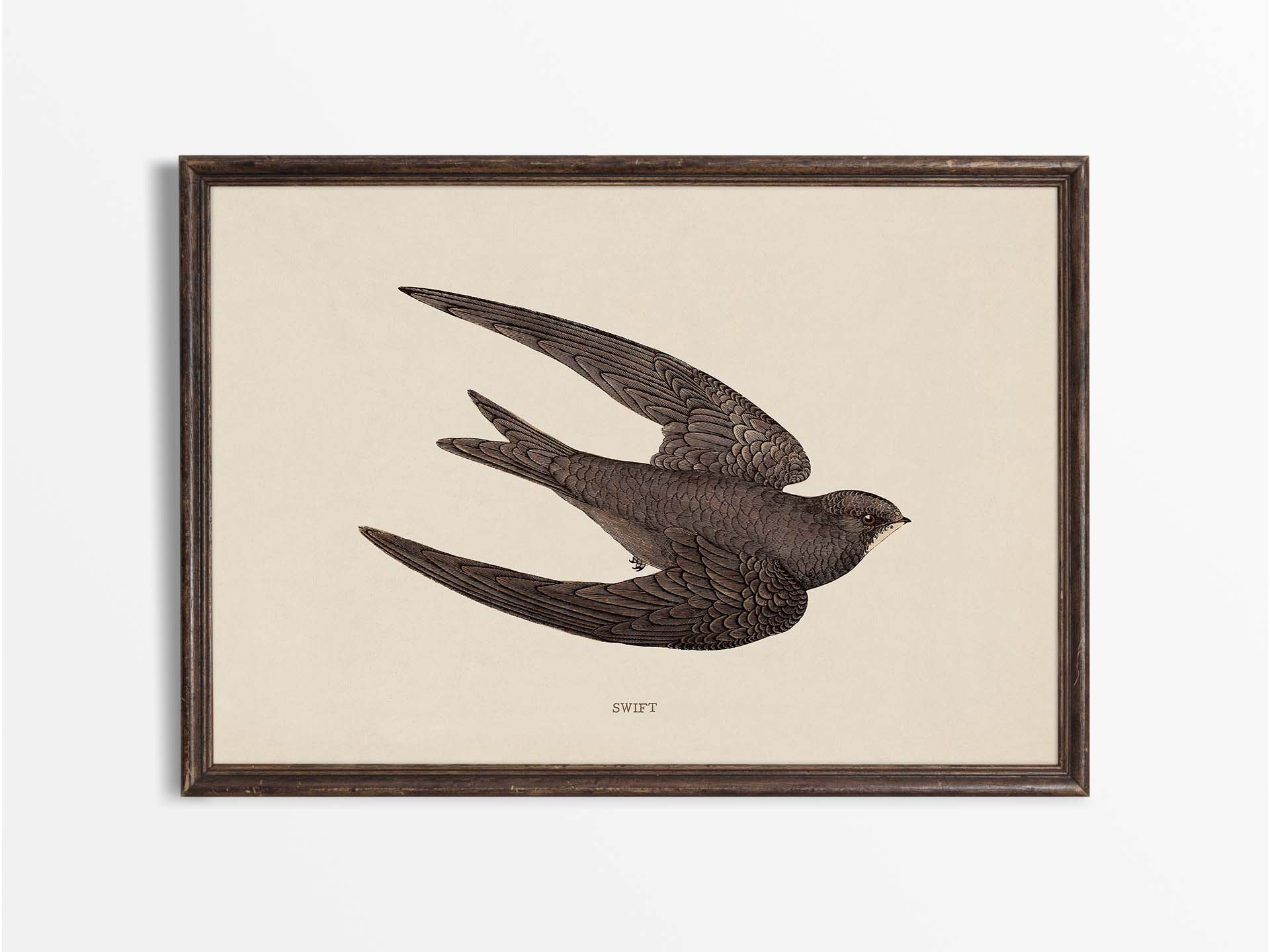 Swift Vintage Art Print