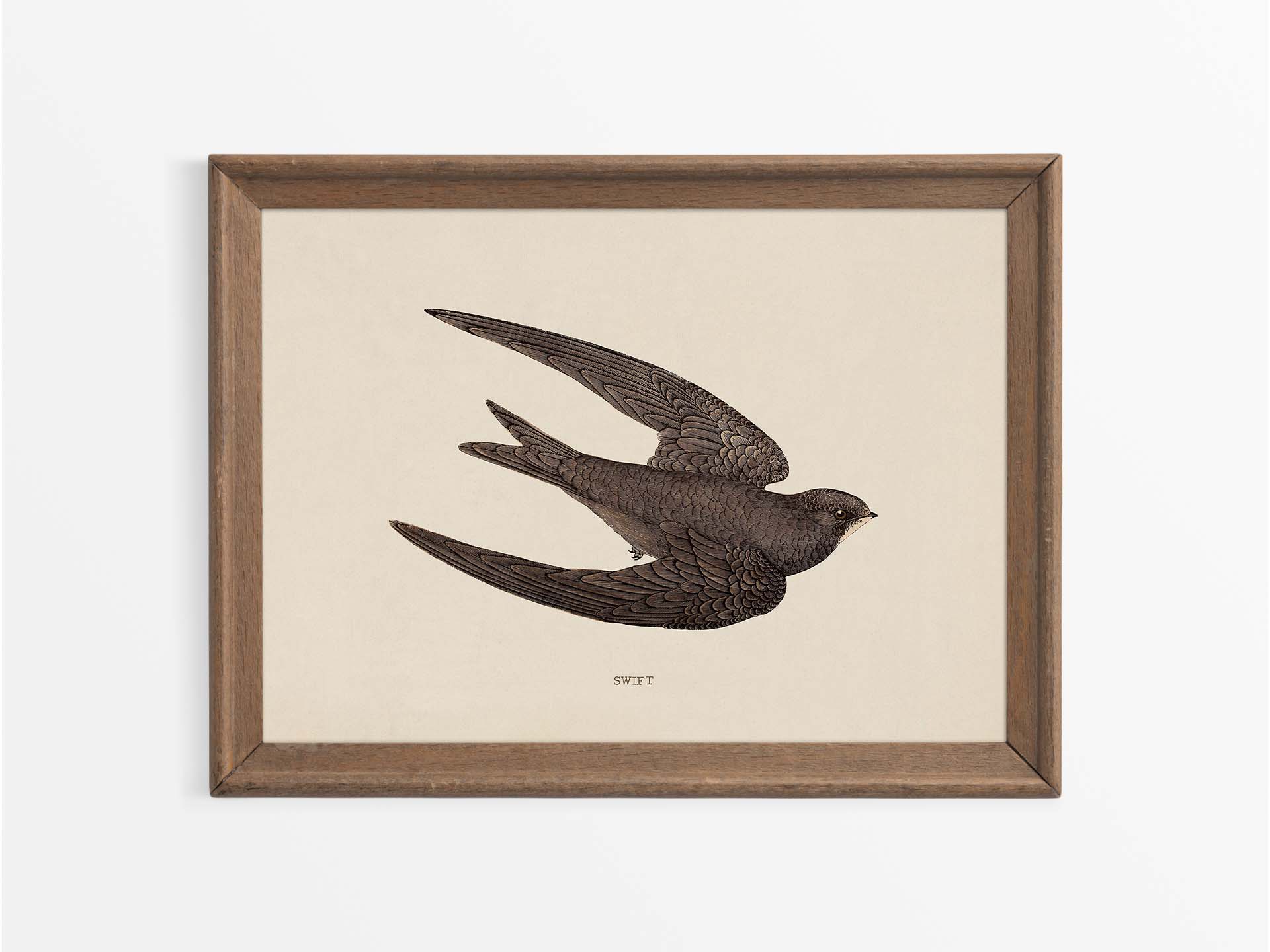 Swift Vintage Art Print