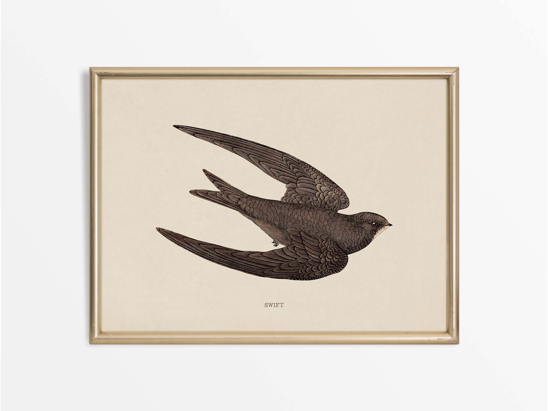 Swift Vintage Art Print
