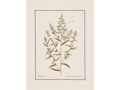Tarragon Vintage Art Print