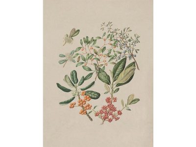 Taupata Vintage Art Print