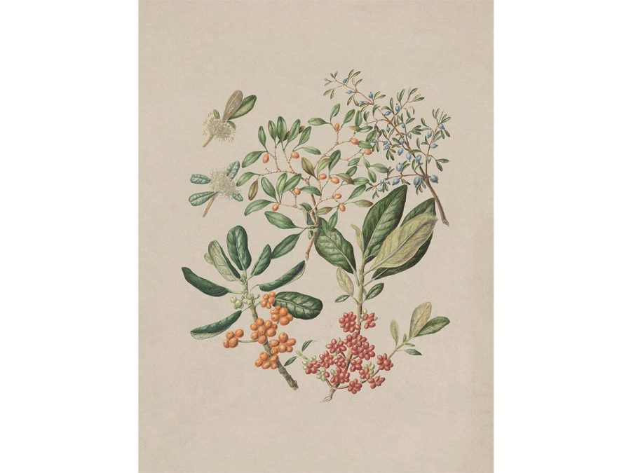 Taupata Vintage Art Print
