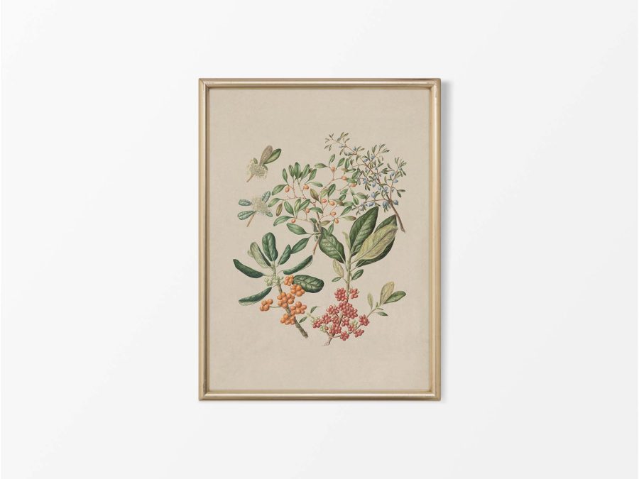 Taupata Vintage Art Print