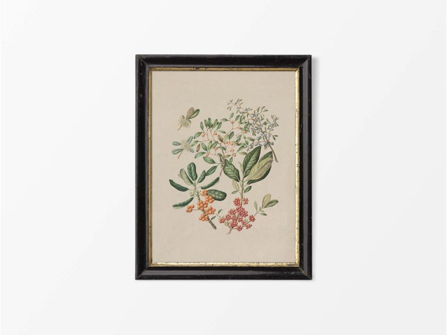Taupata Vintage Art Print
