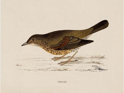 Thrush Vintage Art Print